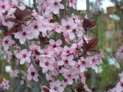 APRILE IN FIORE