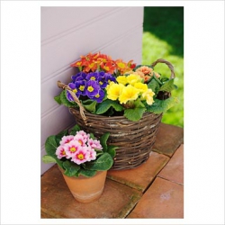 FIORITURE PRIMAVERILI