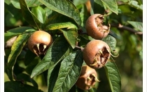 FRUTTI DI STAGIONE FRUTTI DI STAGIONE