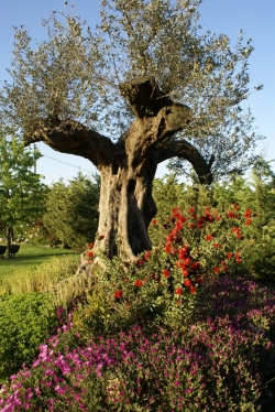 Piante e fiori per esterno ed interno