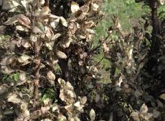 DIFESA FITOSANITARIA PIANTE ORNAMENTALI