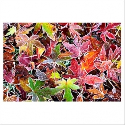 ALBERI ED ARBUSTI CON FOGLIE E BACCHE DECORATIVI