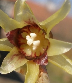 FIORITURE INASPETTATE