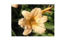 FIORITURA HEMEROCALLIS FIORITURA HEMEROCALLIS