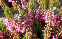 FIORITURE E BACCHE DELL'AUTUNNO FIORITURE E BACCHE DELL'AUTUNNO