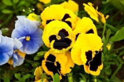 VIOLE DEL PESIERO E PRIMULE